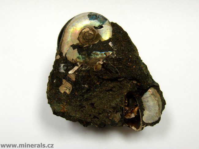 Minerál AMONIT s perletí