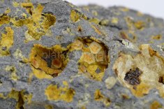 Minerál PAULINGIT-Ca